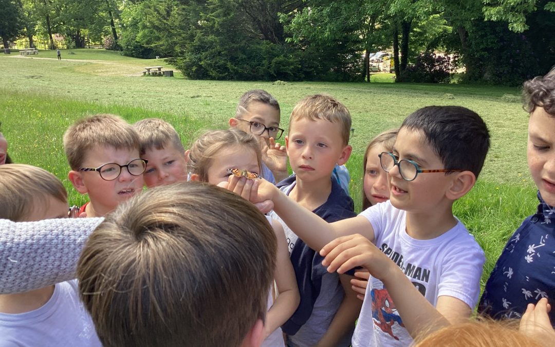 Les papillons – CP.C