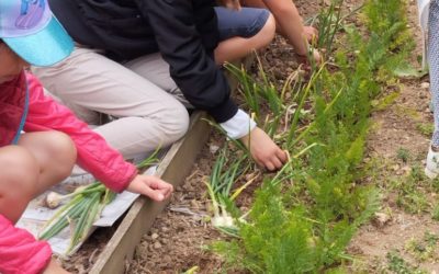 La récolte des CP.A et CE2.B