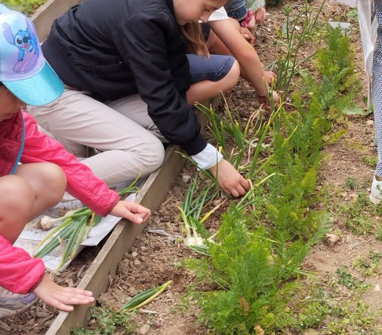 La récolte des CP.A et CE2.B